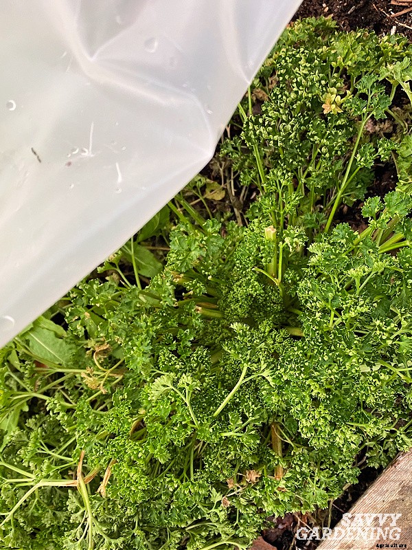 Herbs to grow in winter: 9 choices for cold-season harvesting