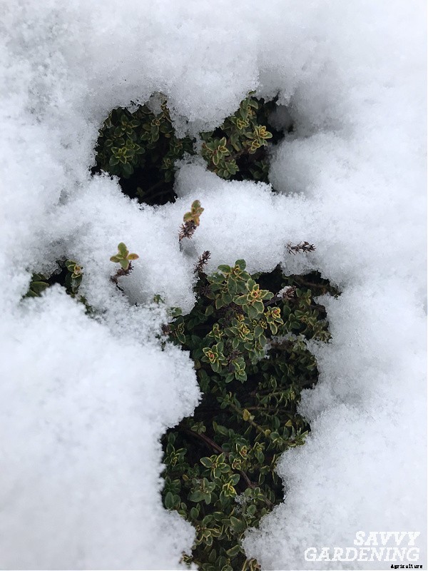 Herbs to grow in winter: 9 choices for cold-season harvesting