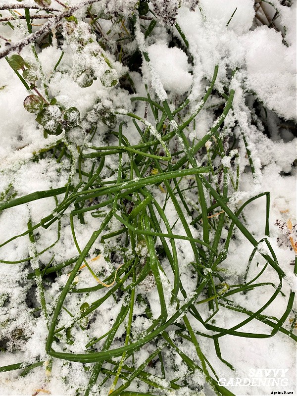Herbs to grow in winter: 9 choices for cold-season harvesting