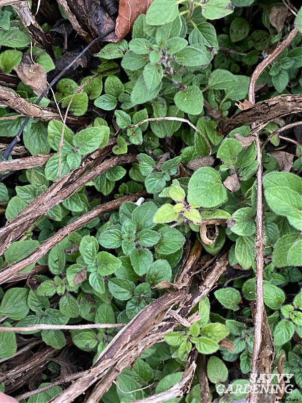 Herbs to grow in winter: 9 choices for cold-season harvesting