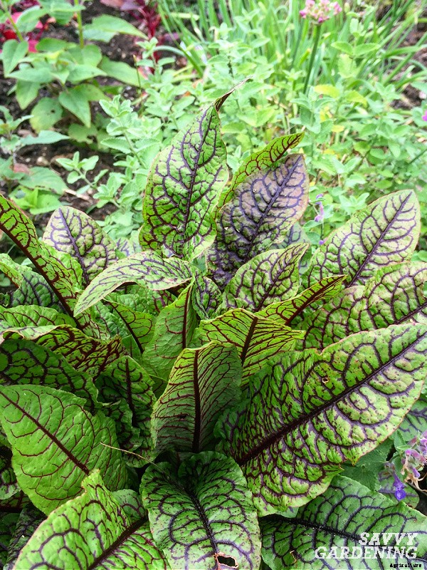 Herbs to grow in winter: 9 choices for cold-season harvesting