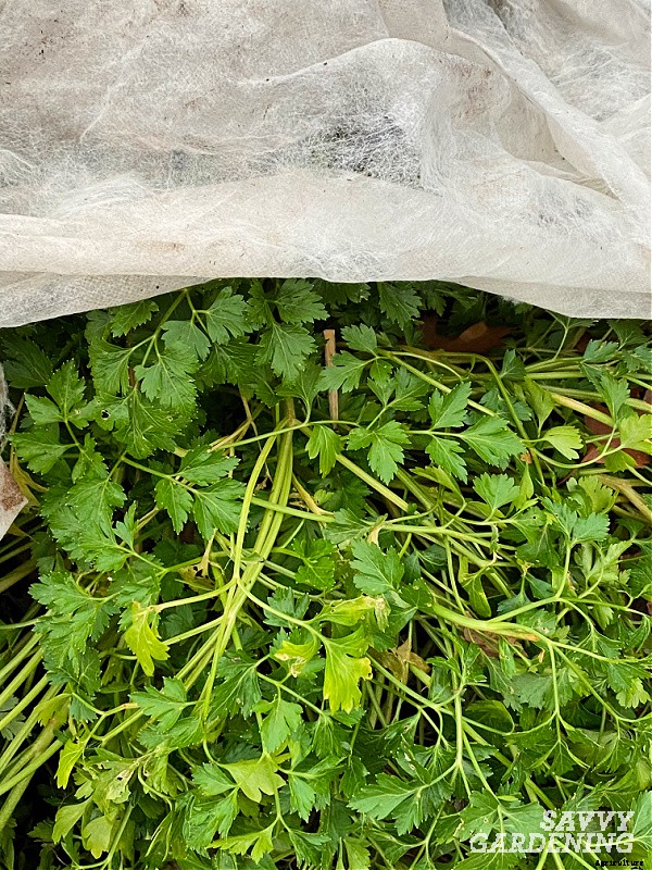 Herbs to grow in winter: 9 choices for cold-season harvesting