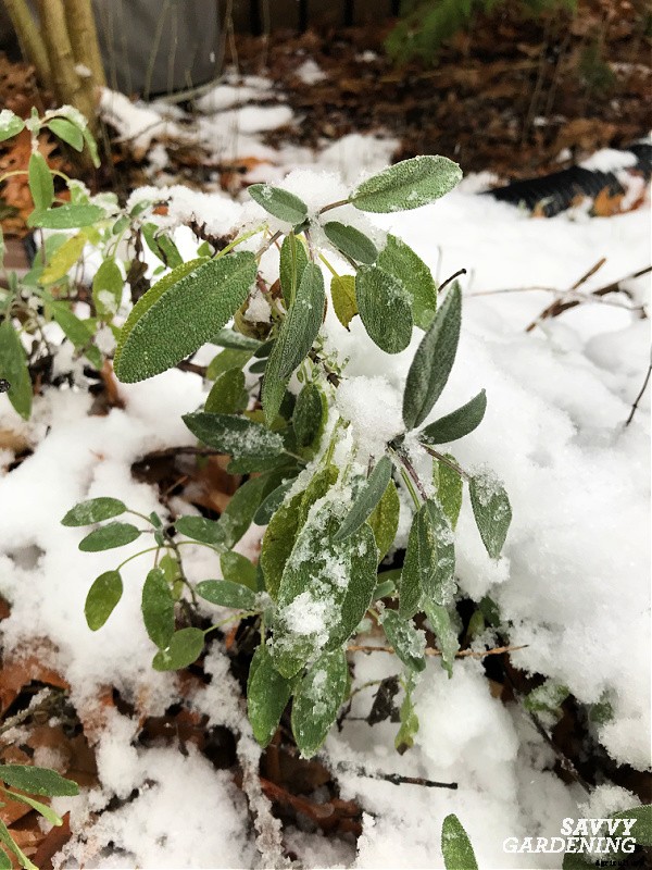 Herbs to grow in winter: 9 choices for cold-season harvesting