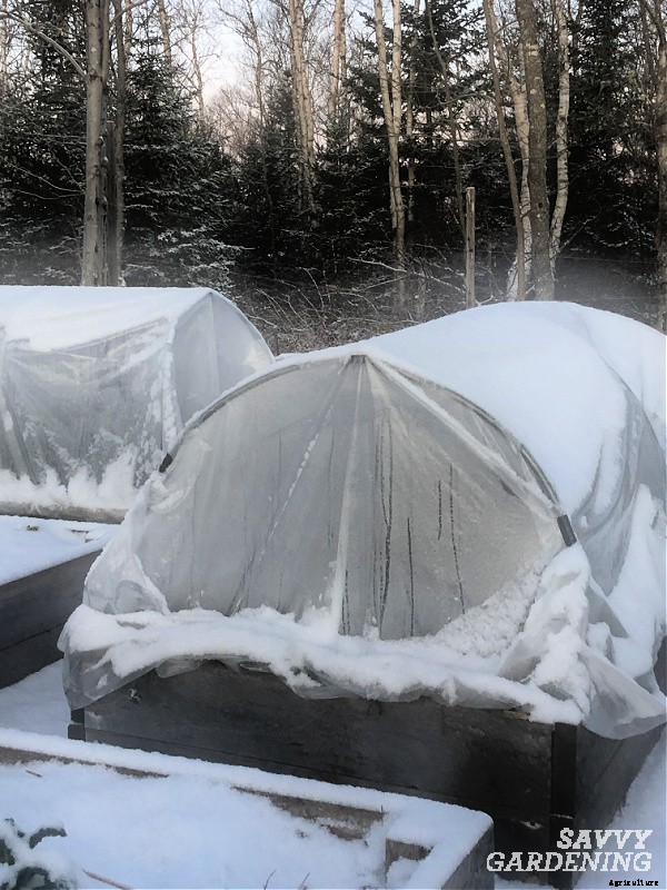 Herbs to grow in winter: 9 choices for cold-season harvesting