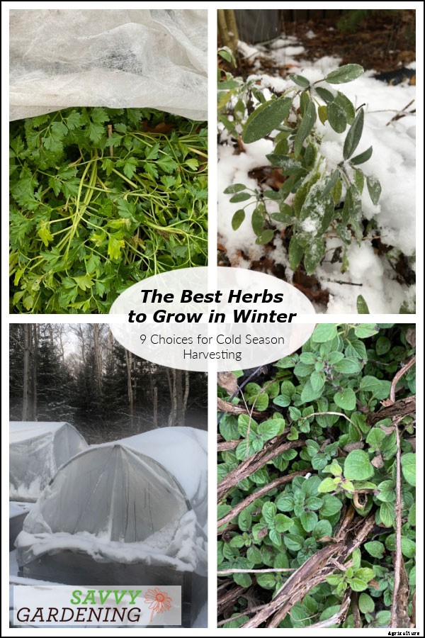 Herbs to grow in winter: 9 choices for cold-season harvesting