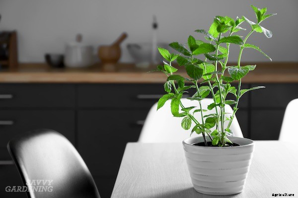 How to grow mint indoors: 3 growing methods for year-round harvests
