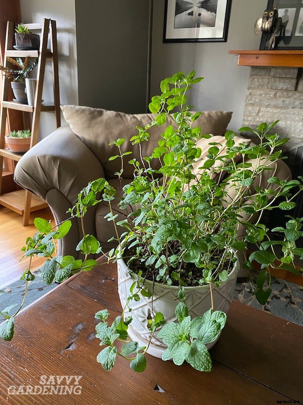 How to grow mint indoors: 3 growing methods for year-round harvests