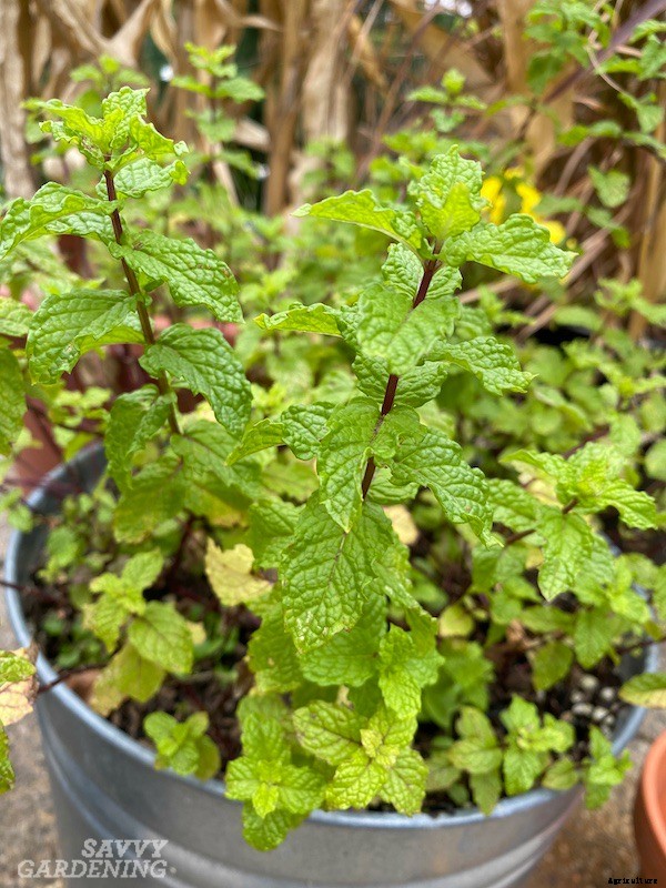 How to grow mint indoors: 3 growing methods for year-round harvests