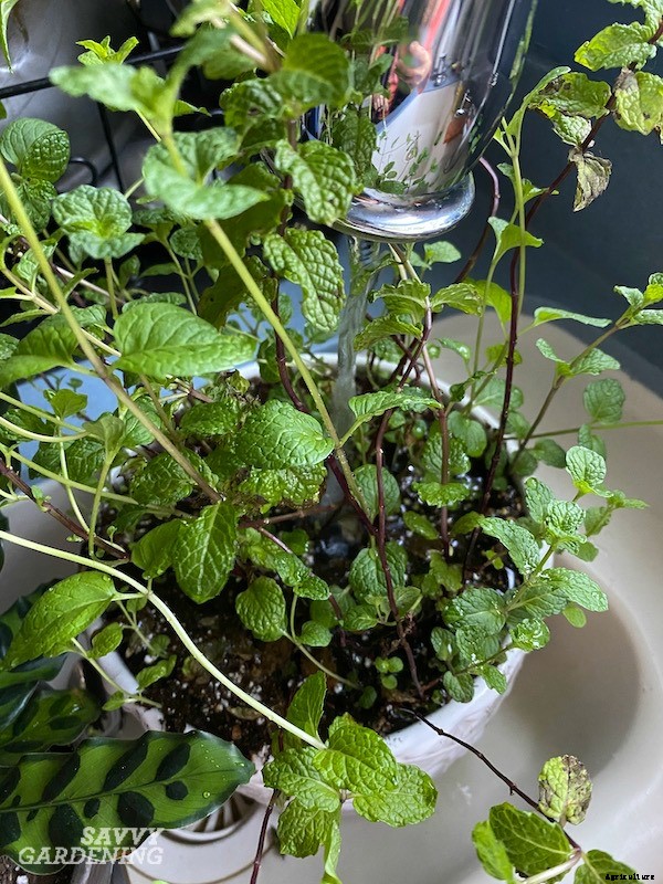 How to grow mint indoors: 3 growing methods for year-round harvests