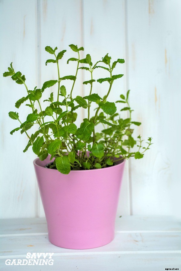 How to grow mint indoors: 3 growing methods for year-round harvests
