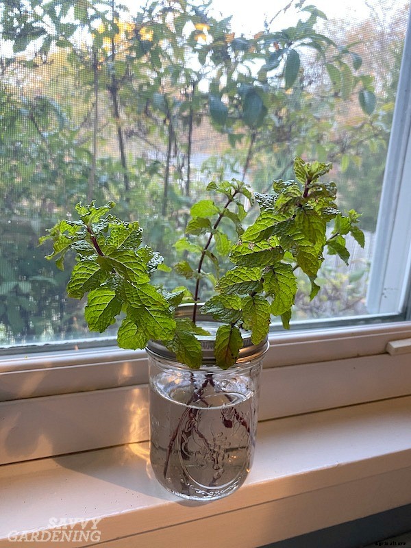 How to grow mint indoors: 3 growing methods for year-round harvests
