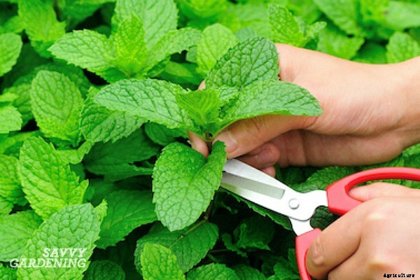 How to grow mint indoors: 3 growing methods for year-round harvests
