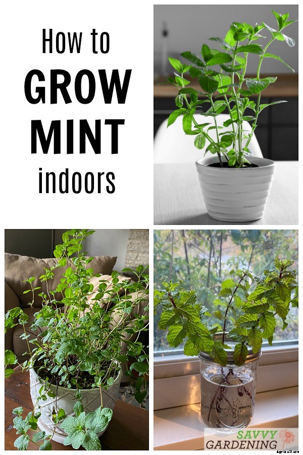 How to grow mint indoors: 3 growing methods for year-round harvests