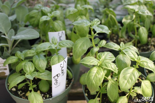 How to trim basil for big, bushy plants and larger yields