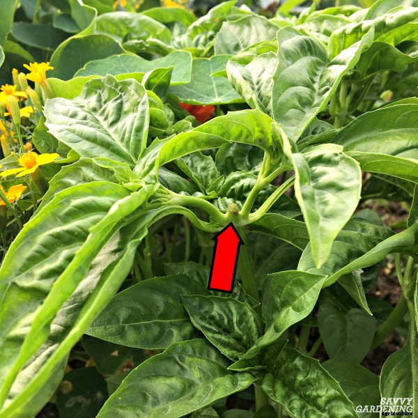 How to trim basil for big, bushy plants and larger yields