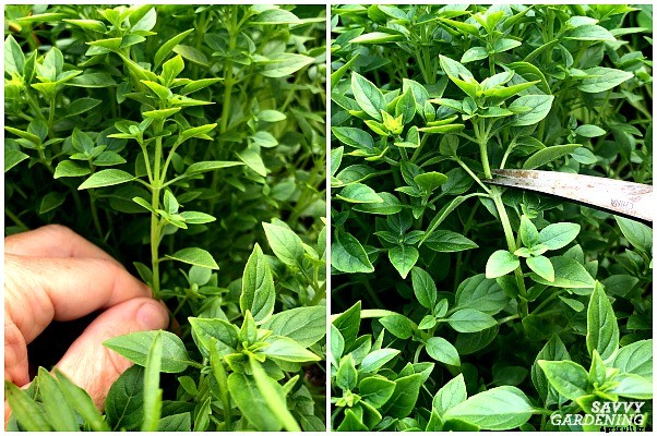 How to trim basil for big, bushy plants and larger yields