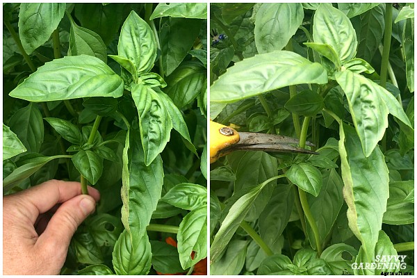 How to trim basil for big, bushy plants and larger yields