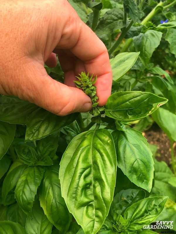 How to trim basil for big, bushy plants and larger yields