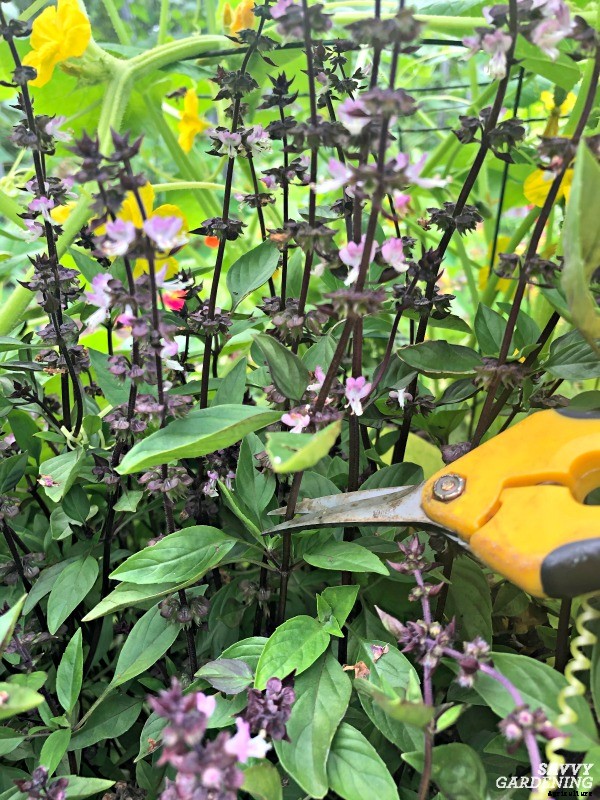 How to trim basil for big, bushy plants and larger yields
