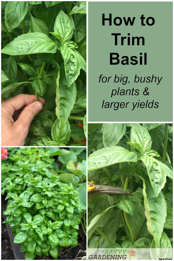 How to trim basil for big, bushy plants and larger yields