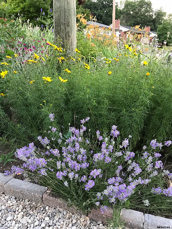 How to harvest lavender for bouquets, culinary uses, and DIY projects