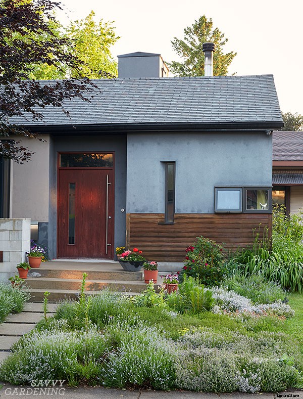 How to harvest lavender for bouquets, culinary uses, and DIY projects