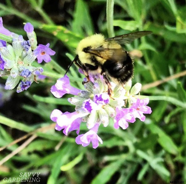 How to harvest lavender for bouquets, culinary uses, and DIY projects