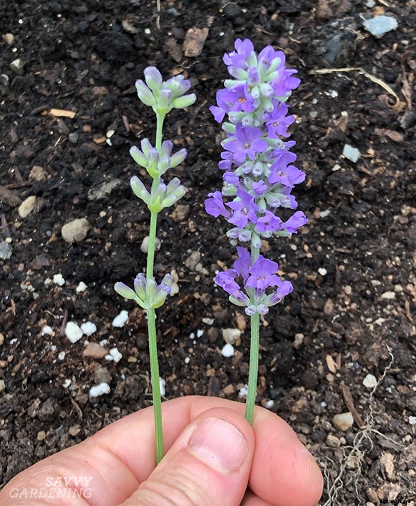 How to harvest lavender for bouquets, culinary uses, and DIY projects