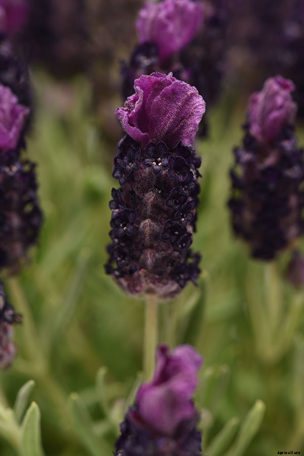 How to harvest lavender for bouquets, culinary uses, and DIY projects