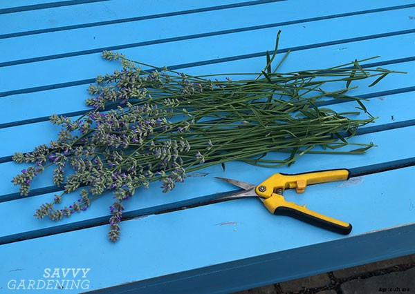 How to harvest lavender for bouquets, culinary uses, and DIY projects