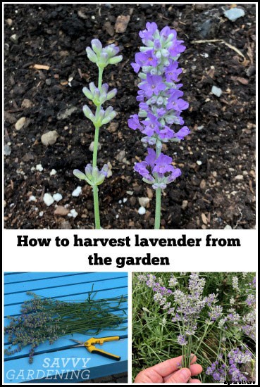 How to harvest lavender for bouquets, culinary uses, and DIY projects