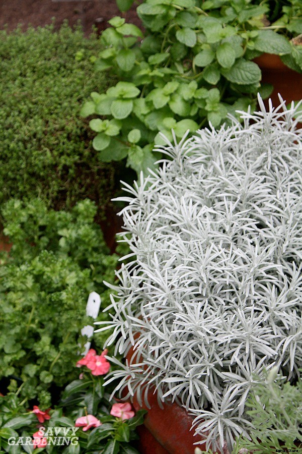 Herbs that grow in shade: 10 delicious choices