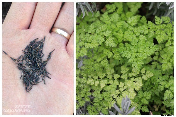 Herbs that grow in shade: 10 delicious choices