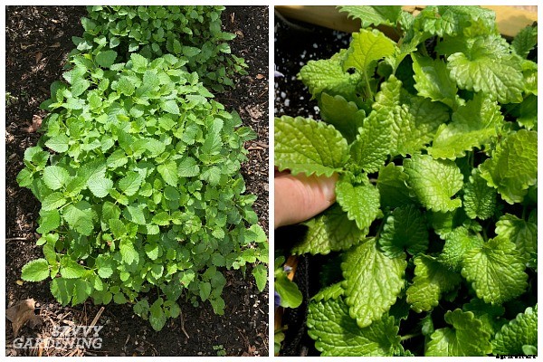 Herbs that grow in shade: 10 delicious choices