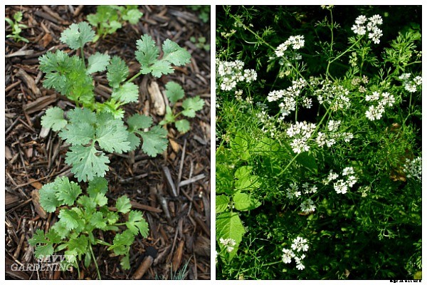 Herbs that grow in shade: 10 delicious choices