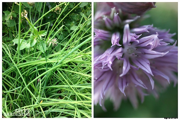 Herbs that grow in shade: 10 delicious choices