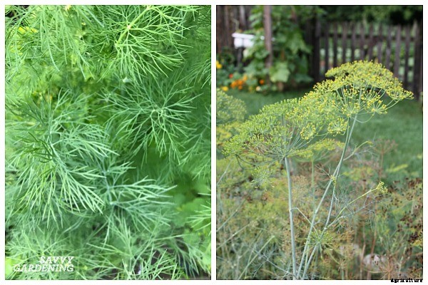 Herbs that grow in shade: 10 delicious choices