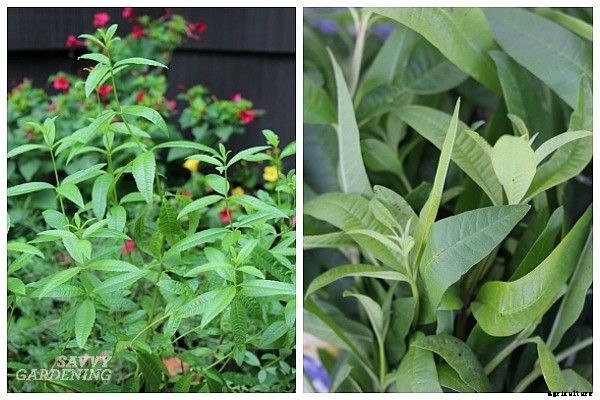 Herbs that grow in shade: 10 delicious choices