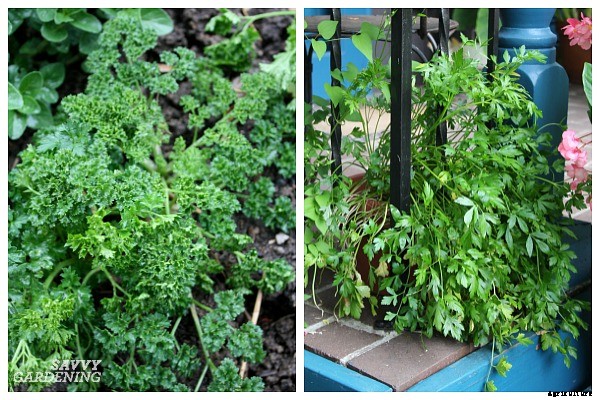 Herbs that grow in shade: 10 delicious choices