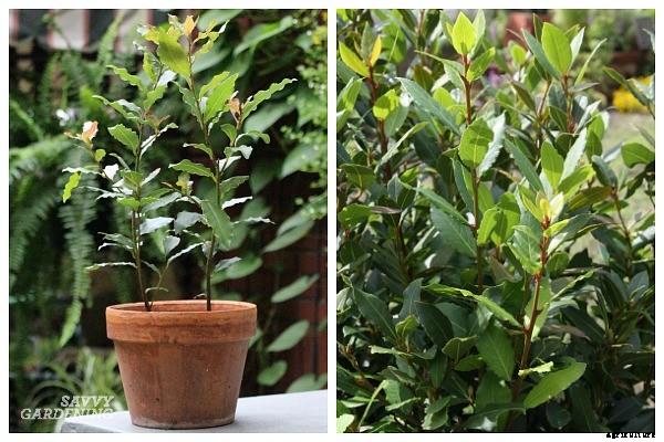 Herbs that grow in shade: 10 delicious choices