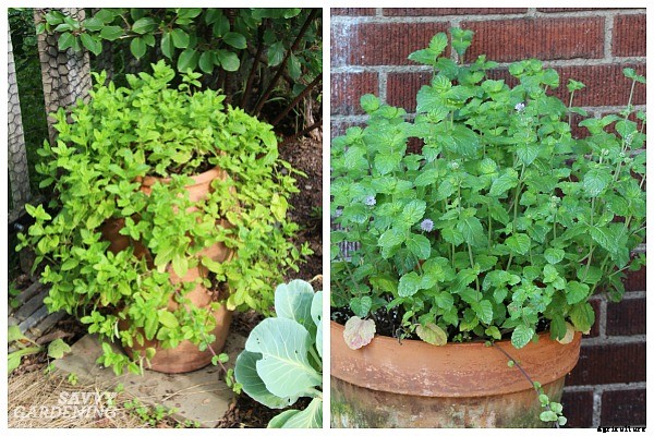 Herbs that grow in shade: 10 delicious choices