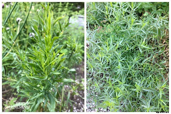 Herbs that grow in shade: 10 delicious choices