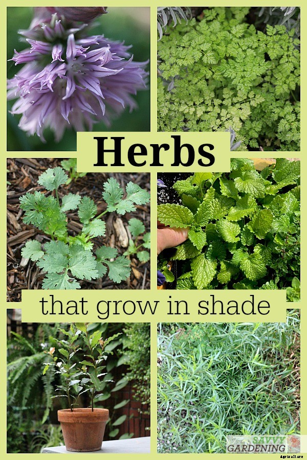Herbs that grow in shade: 10 delicious choices