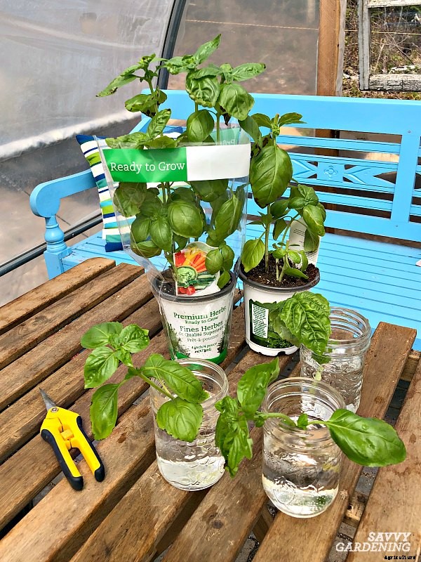 Growing basil from cuttings to get more plants fast… and cheap!