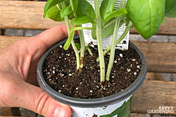 Growing basil from cuttings to get more plants fast… and cheap!