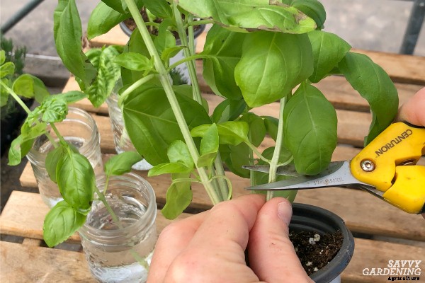 Growing basil from cuttings to get more plants fast… and cheap!