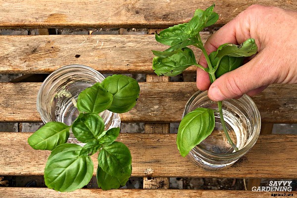 Growing basil from cuttings to get more plants fast… and cheap!