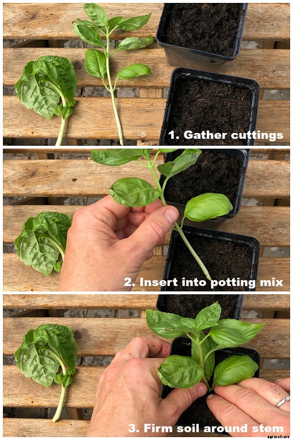 Growing basil from cuttings to get more plants fast… and cheap!