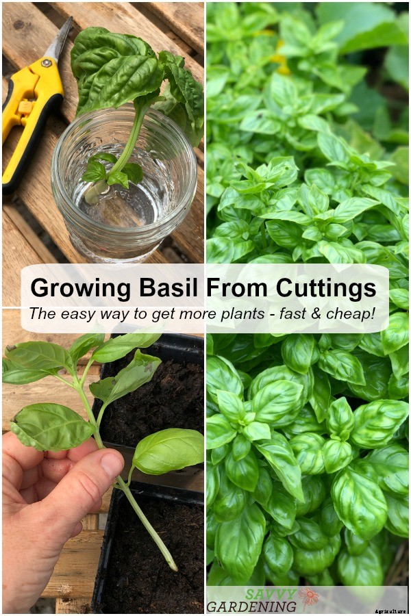Growing basil from cuttings to get more plants fast… and cheap!