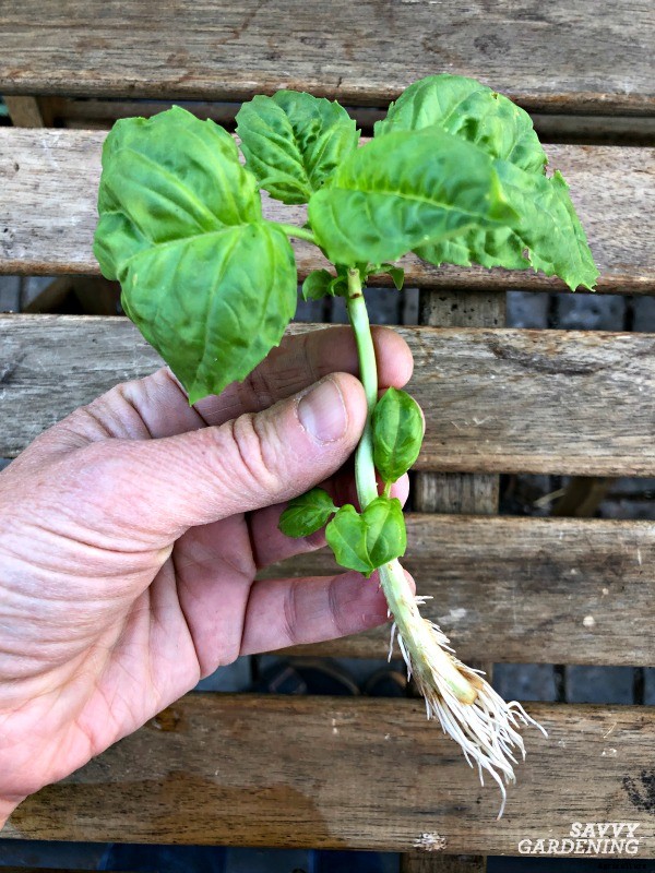 Growing basil from cuttings to get more plants fast… and cheap!